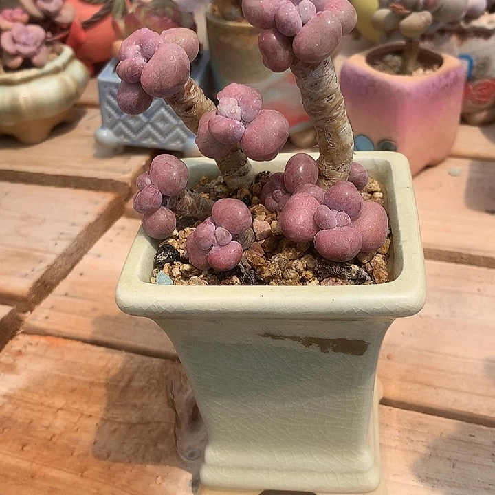 如***蕾然然兔哥哥菲菲的人