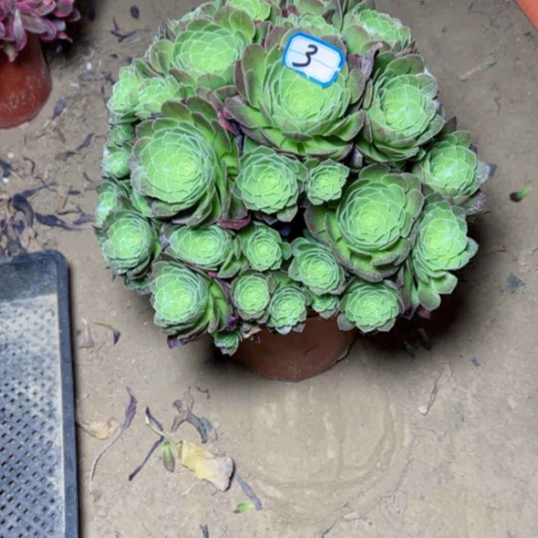 【闪购商品】用****7多肉植物万圣夜3