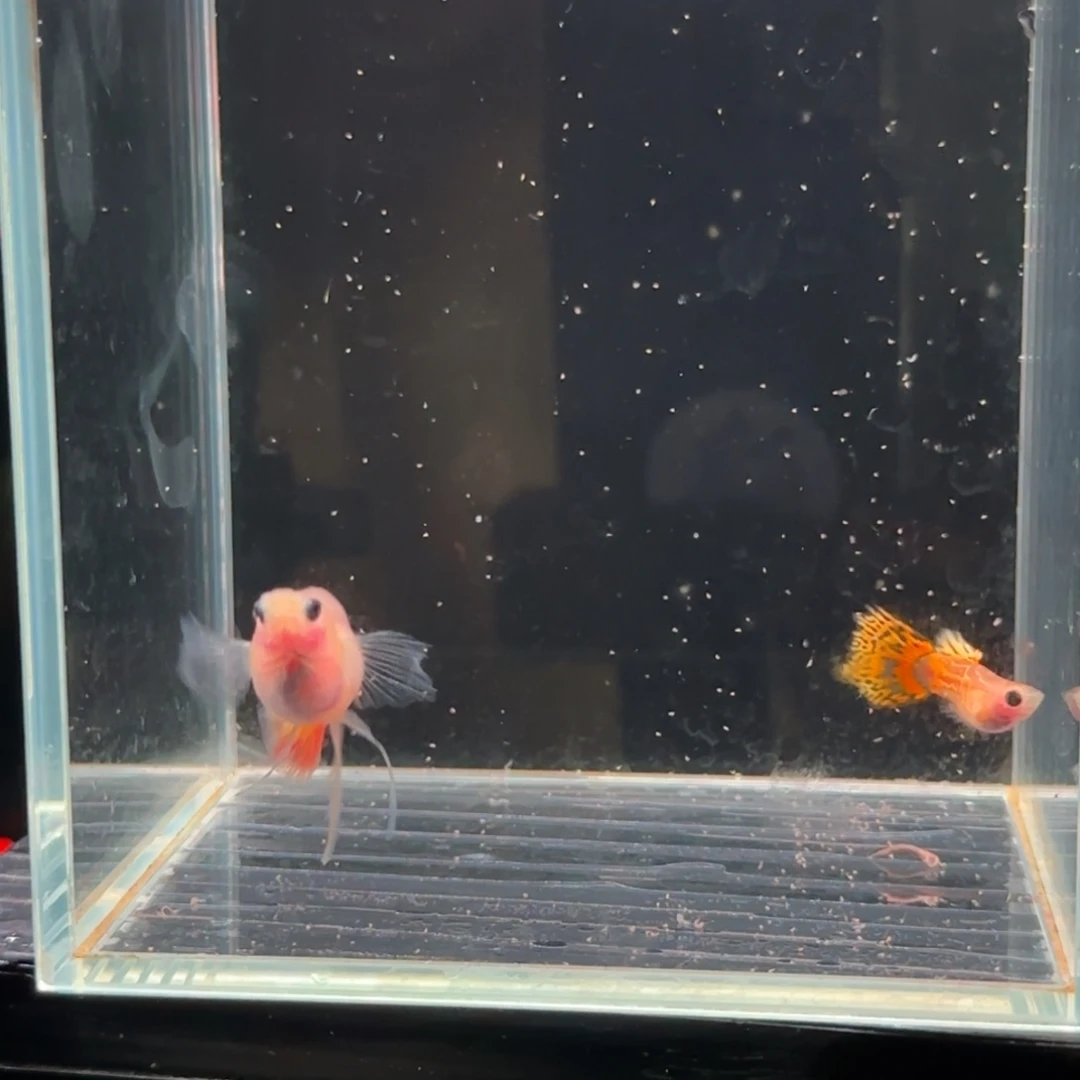 孔雀鱼金龙1对大c