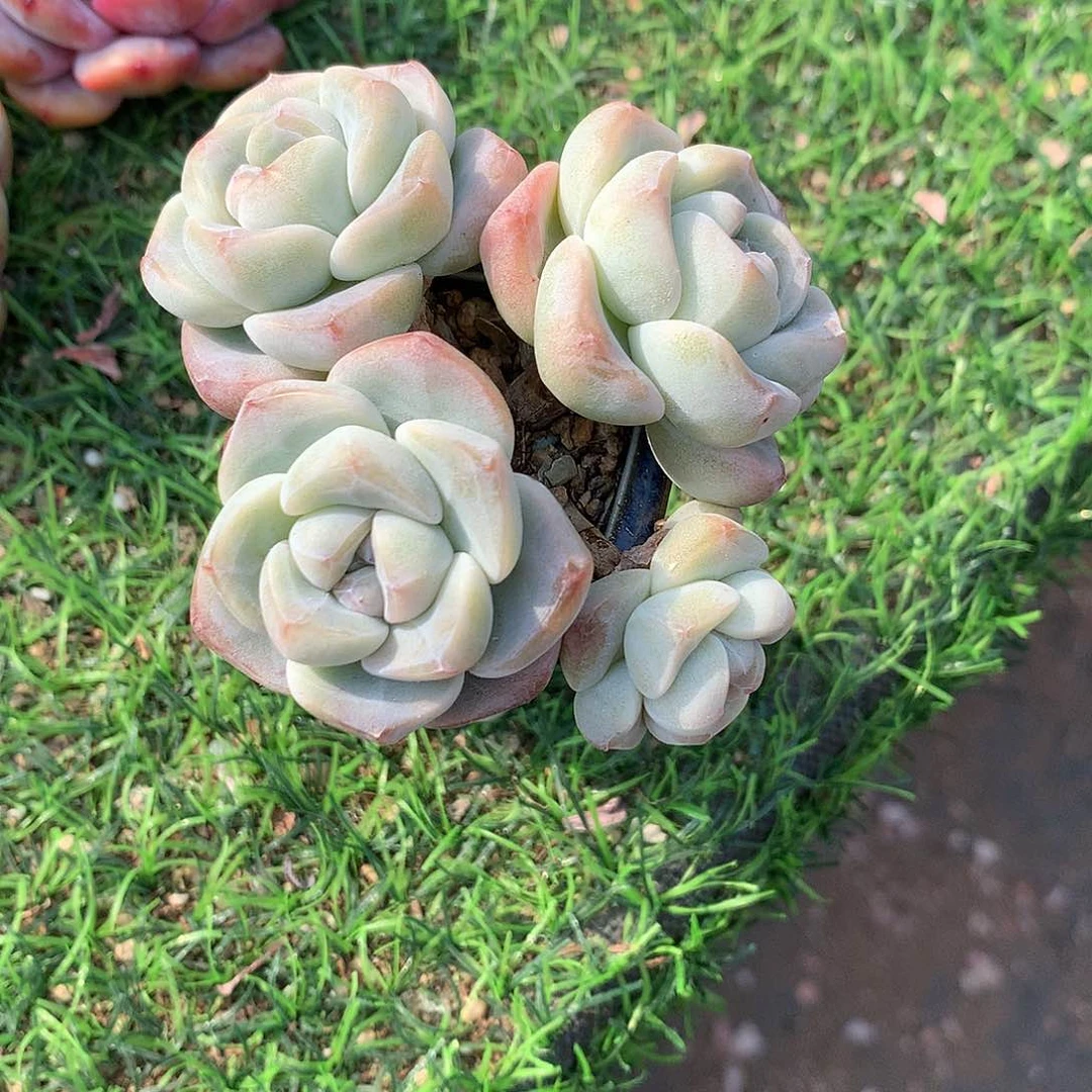 婧*子一物一拍，冰玉群