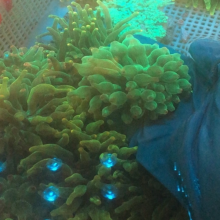 嚮***纽扣珊瑚奶嘴1个。