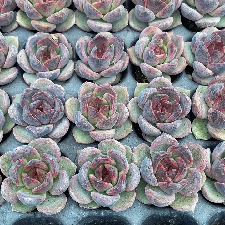 正版小紫水晶玫瑰