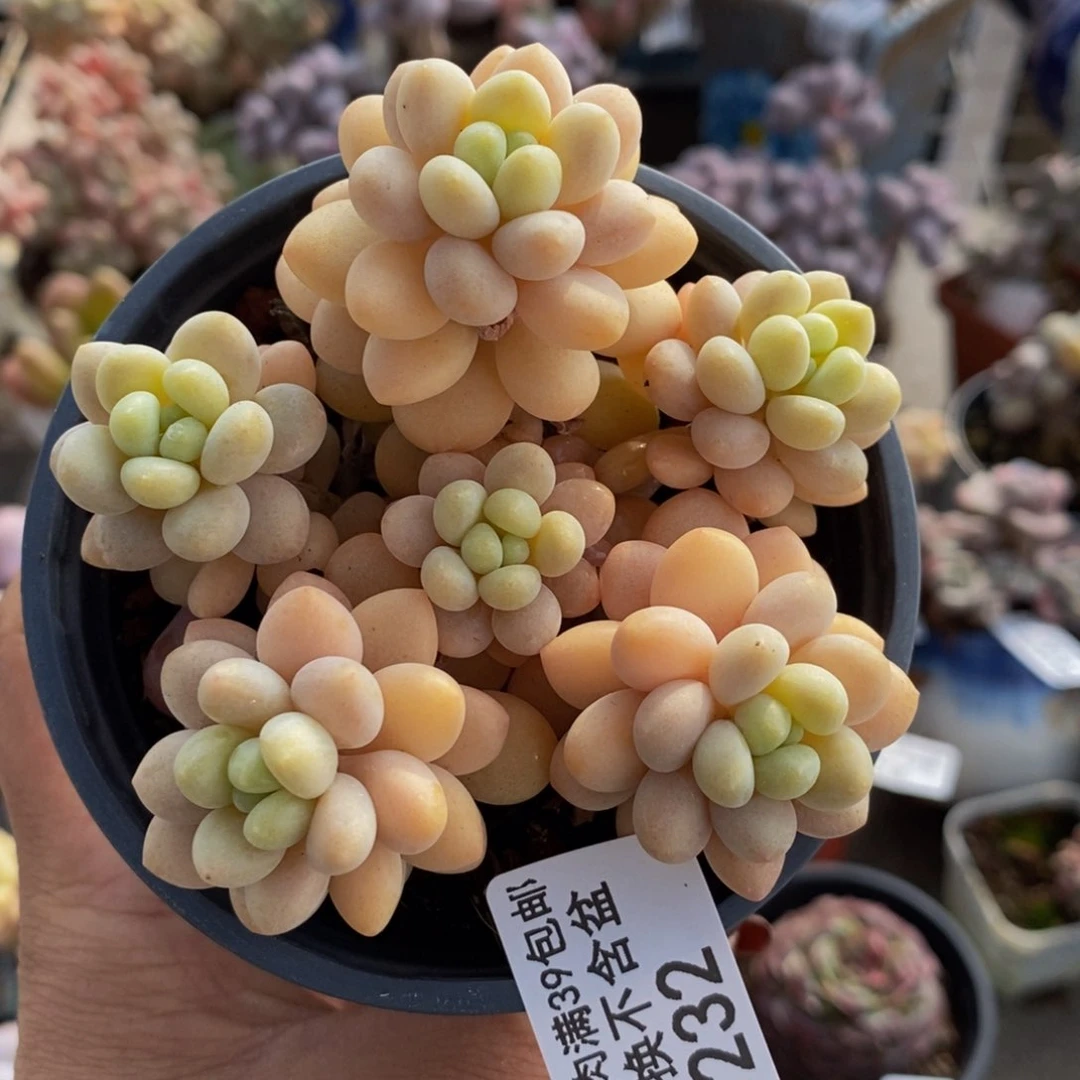 洛可可232/7cm运输掉叶