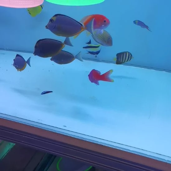 紫印公鱼2条海水鱼