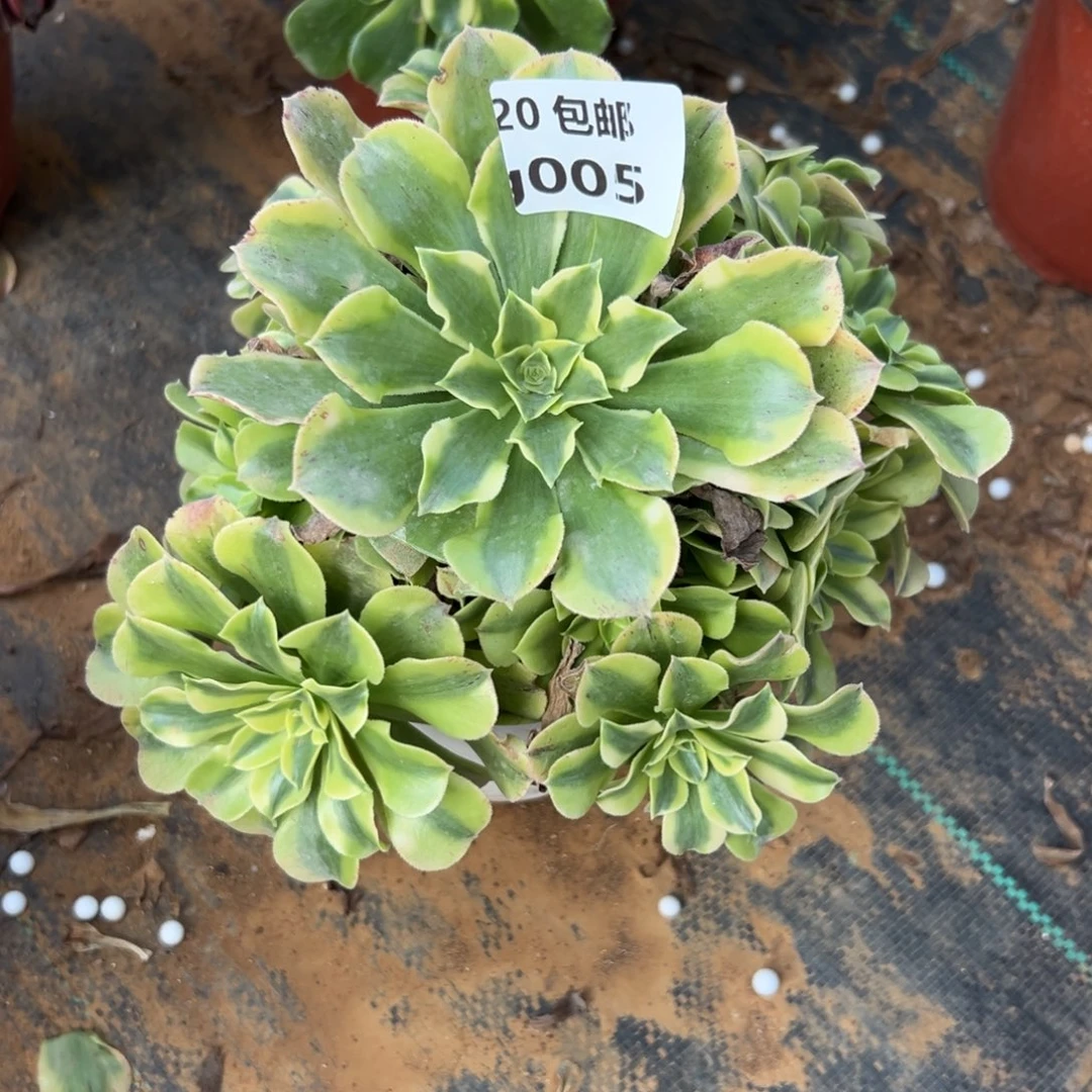 005绿豆沙，满20包邮嘟叮熊