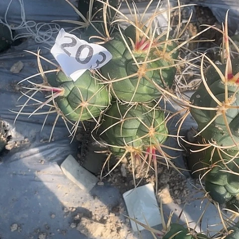 一**缘203号袖蒲苗接槁木菲冠龙4头群