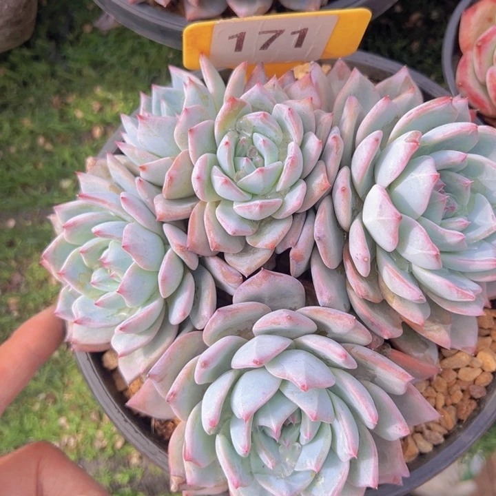 健健康康平平安安