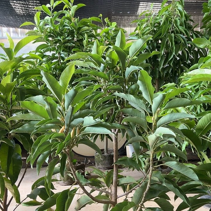 完全开放黄兰花95价位