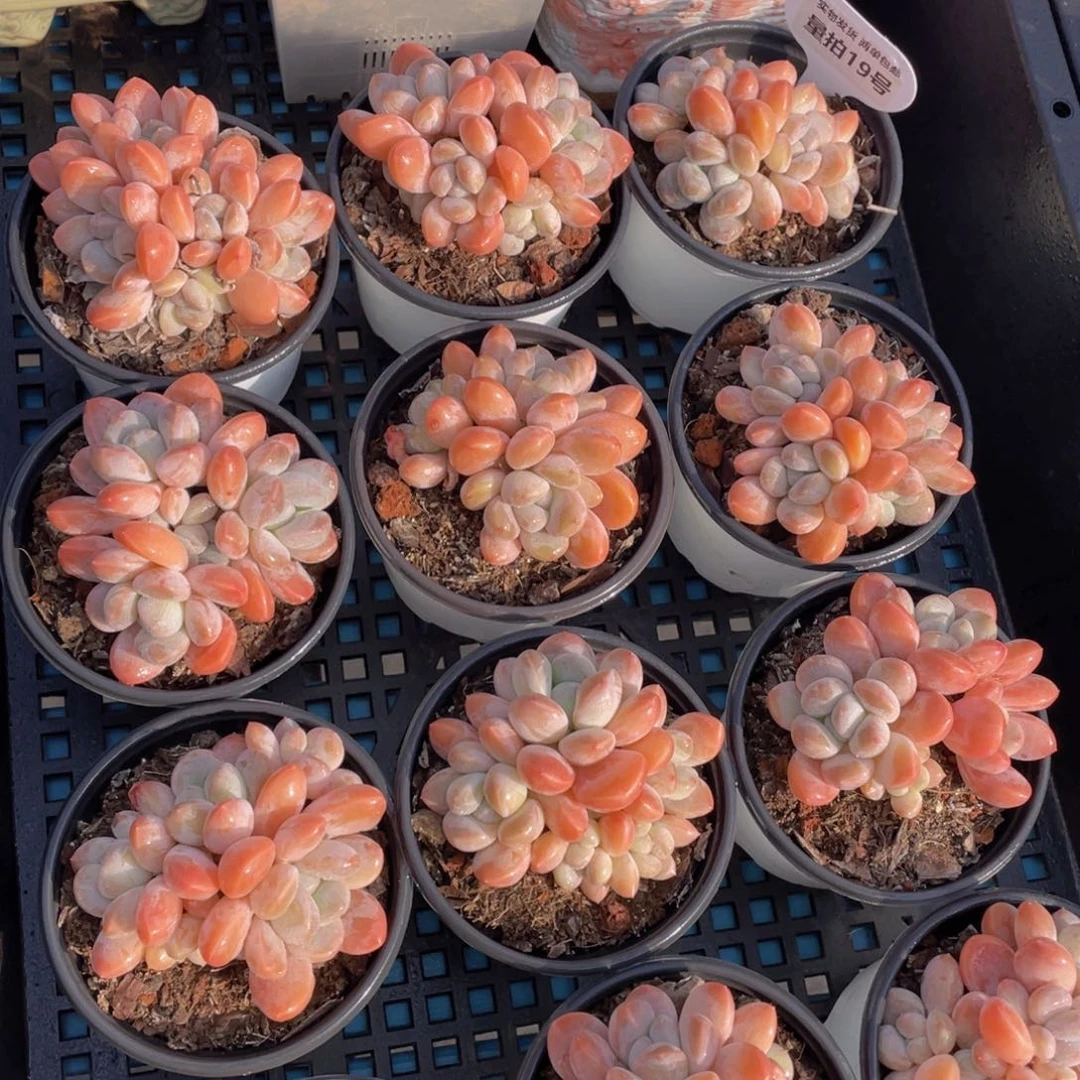 量拍19号丽芙美人群生老桩一个