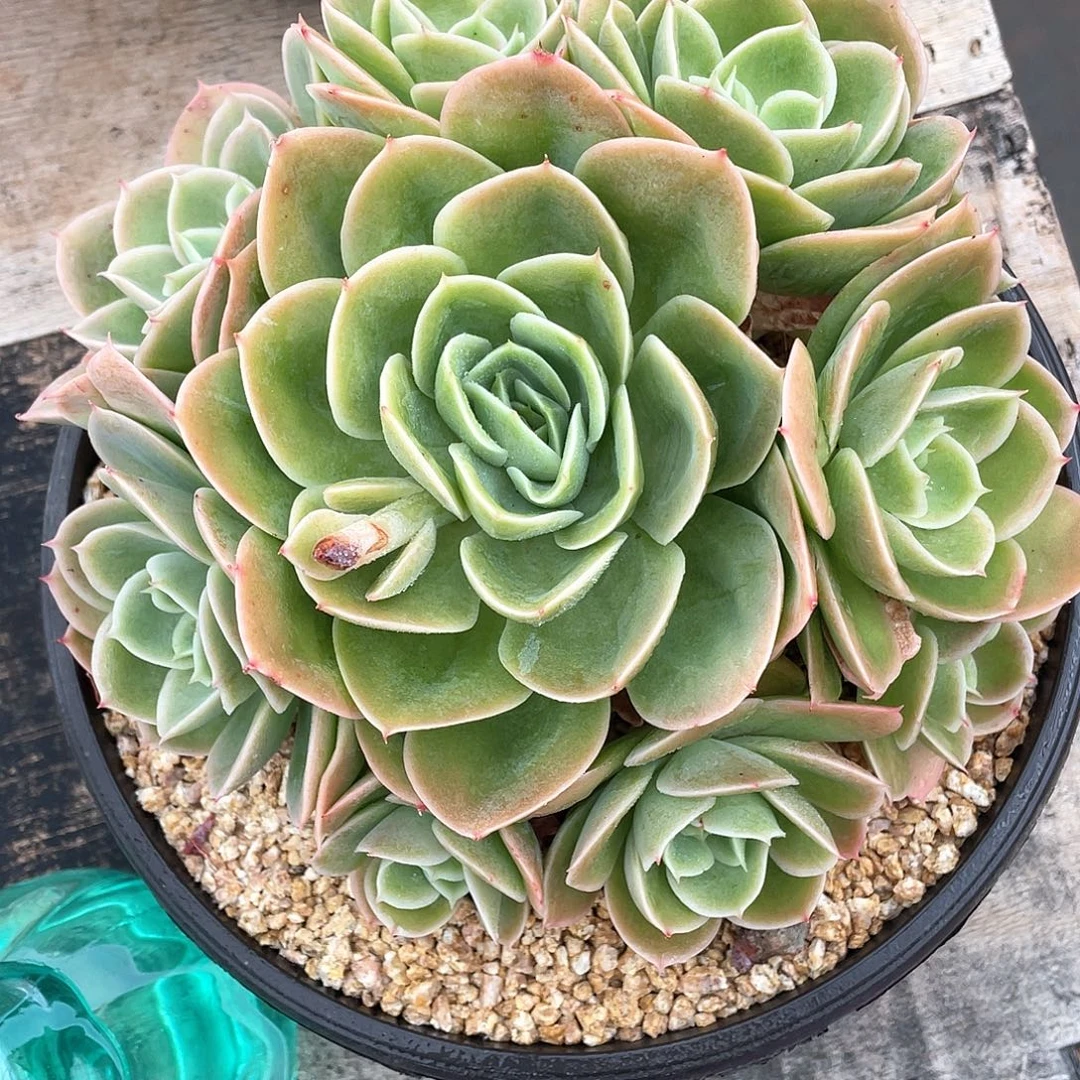 多肉植物一物一拍