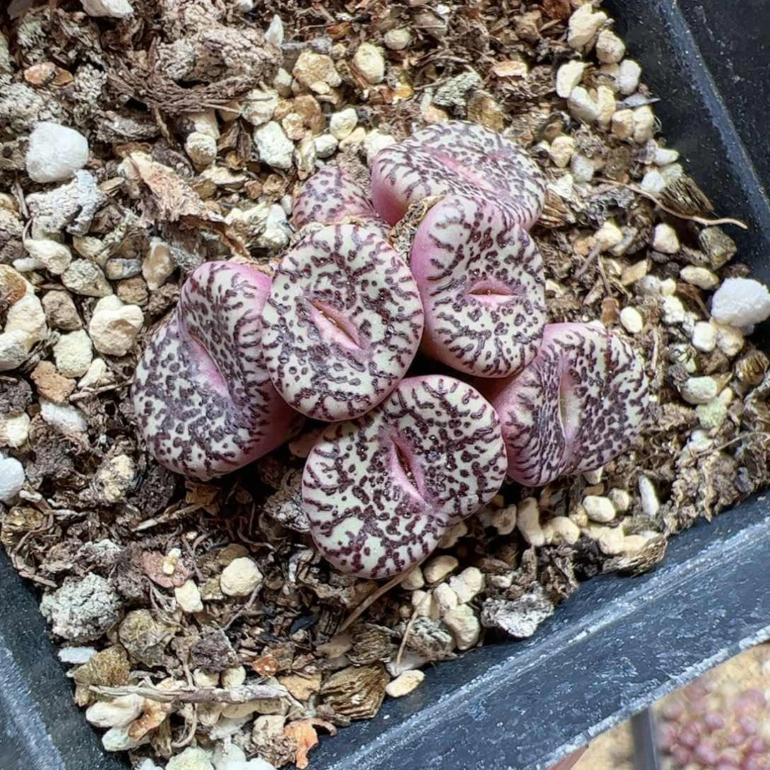 【闪购商品】43 霓虹