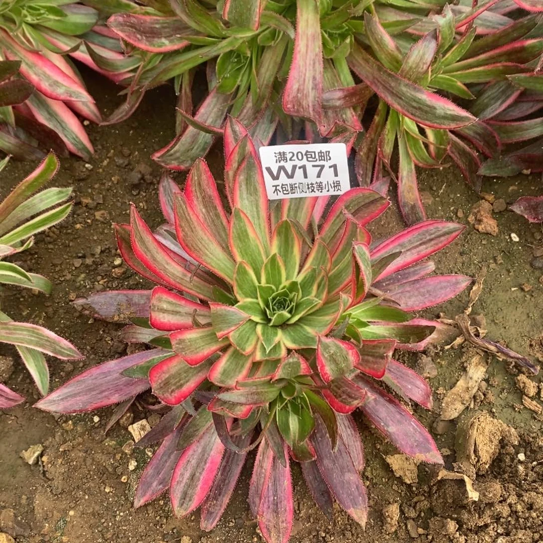 171惊鸿多肉法师锦