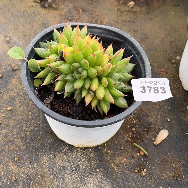 阿雅园艺。     3783