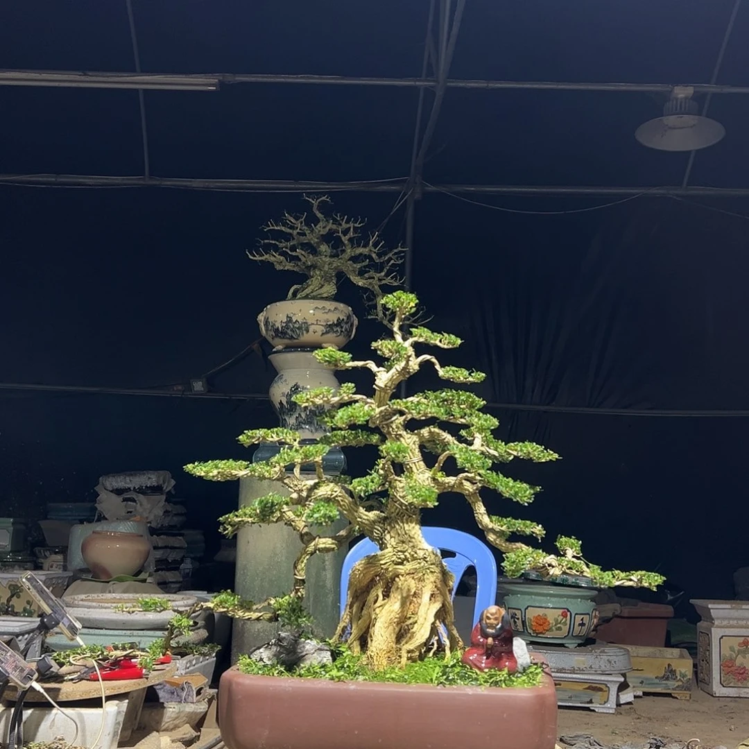 无花朵广东雀舌黄杨盆景