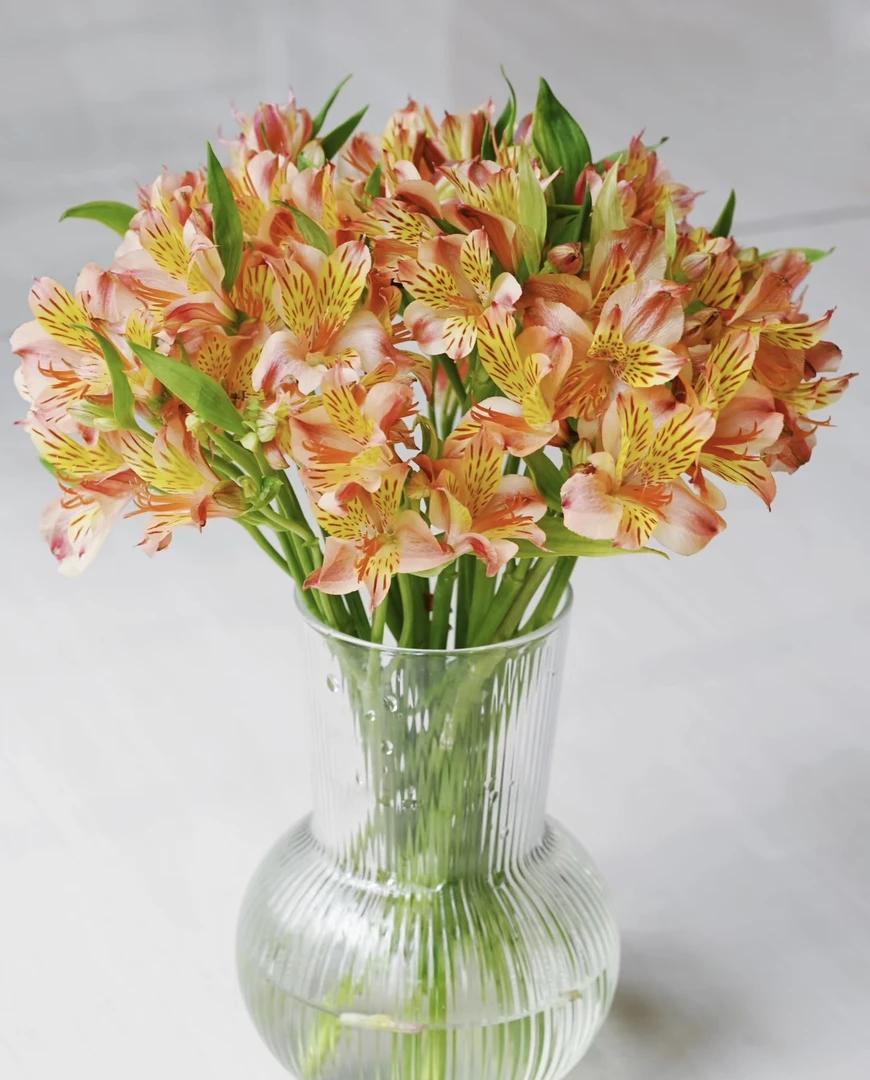 鲜花【葡噗花舍】橙色六出 1扎  （水仙百合 ） 云南基地直发