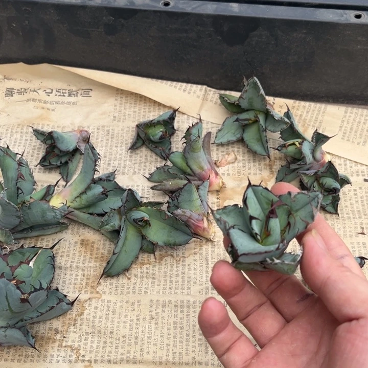 蓝鲸顶芽量拍龙舌兰