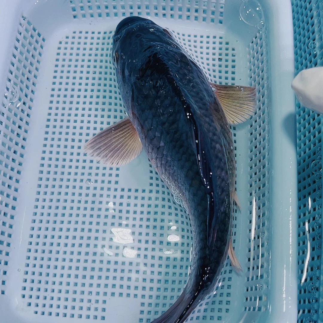 锦鲤锦鲤冷水鱼观赏106