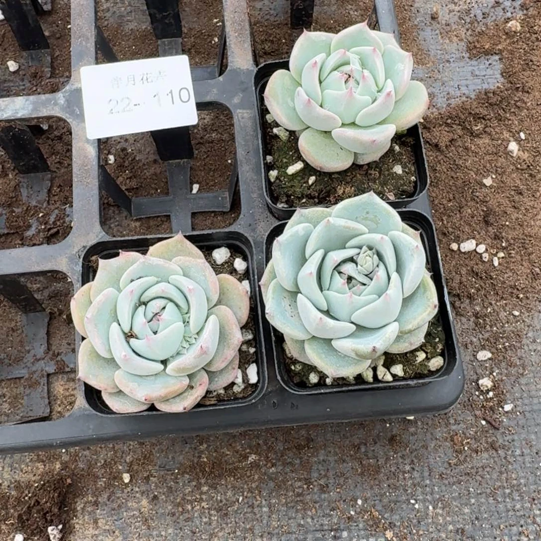 碧翠丝三颗量拍22-110