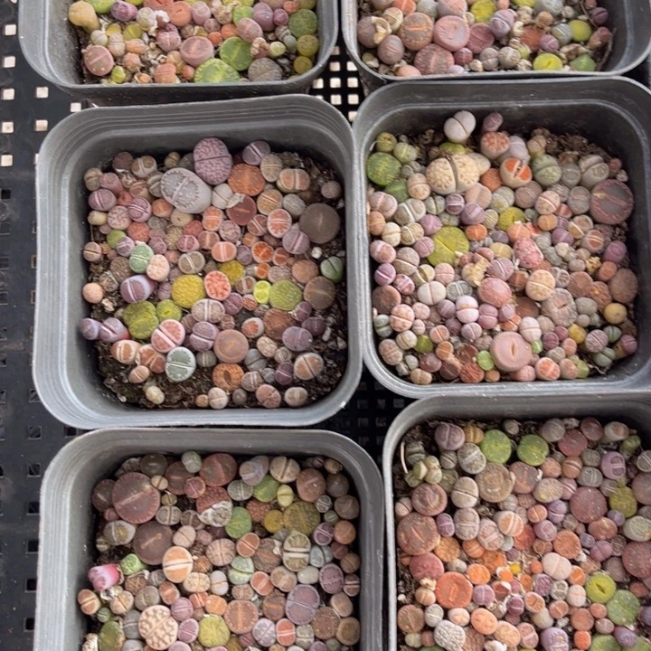 十方彩切88888888888