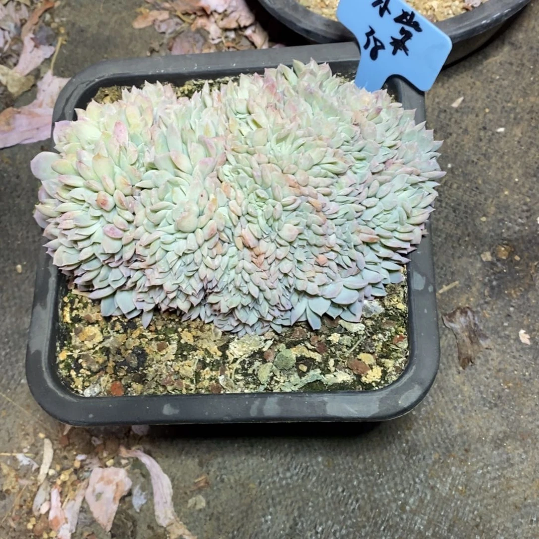 啊军喵多肉莎莎缀