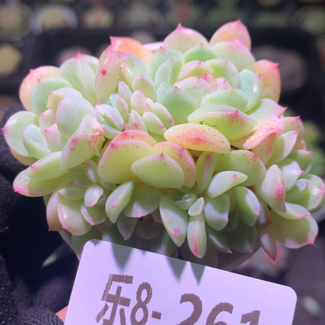 乐然 8-261 新品群