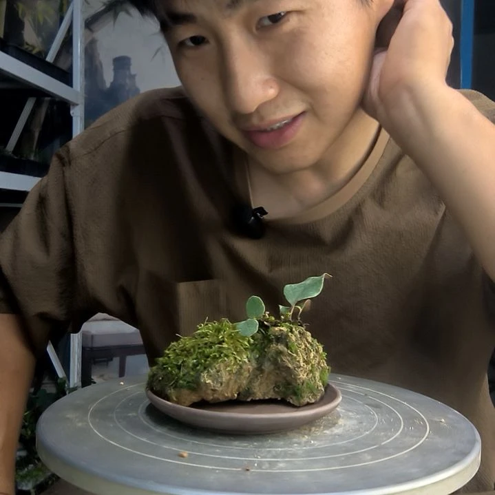 星****光中青园艺一物一拍276