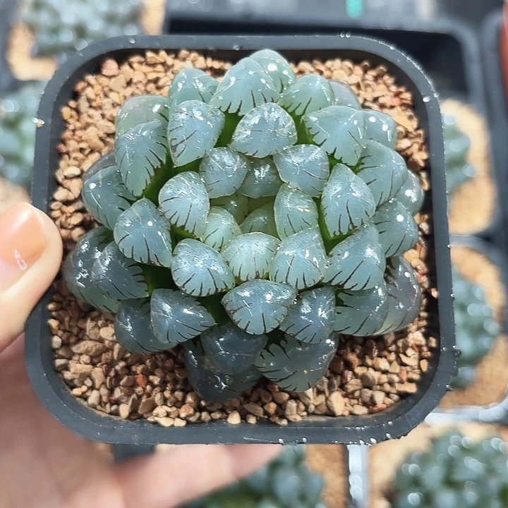 潘氏冰灯多肉植物