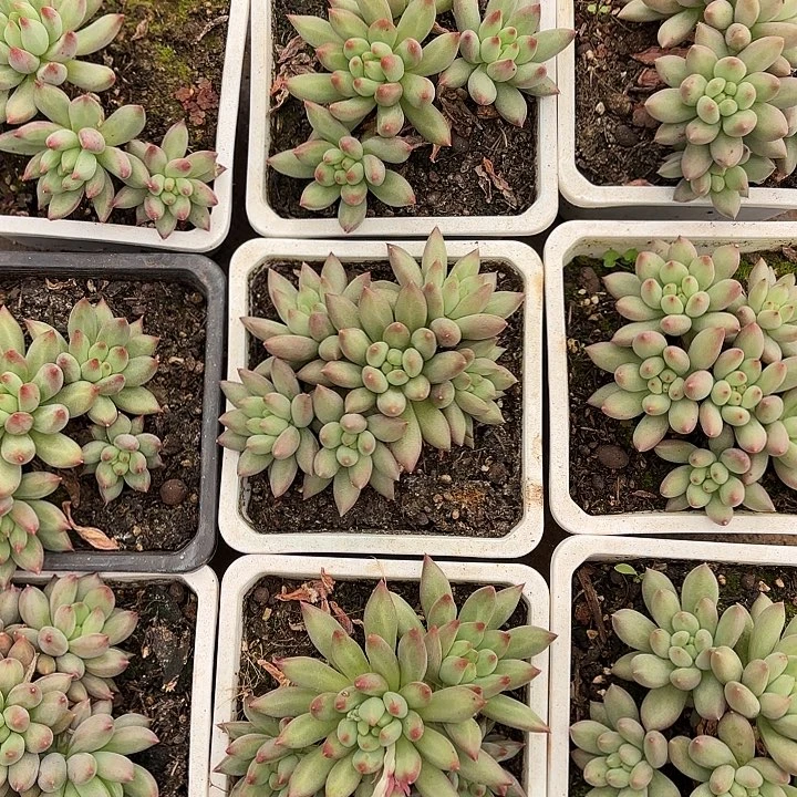 岩字群生（拍满18发货、偏远地区不包邮）