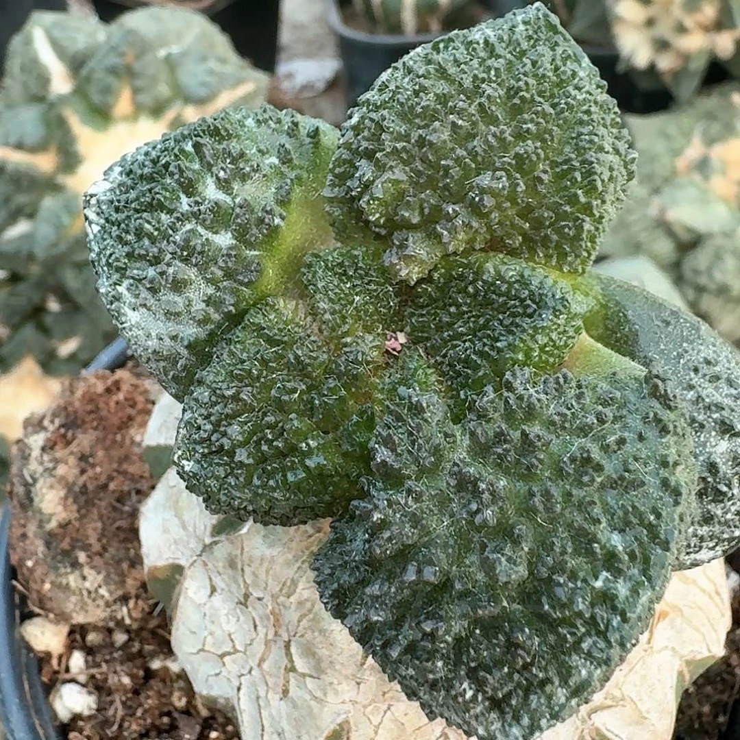 【闪购商品】无花朵仙*掌大尤哥斯拉350