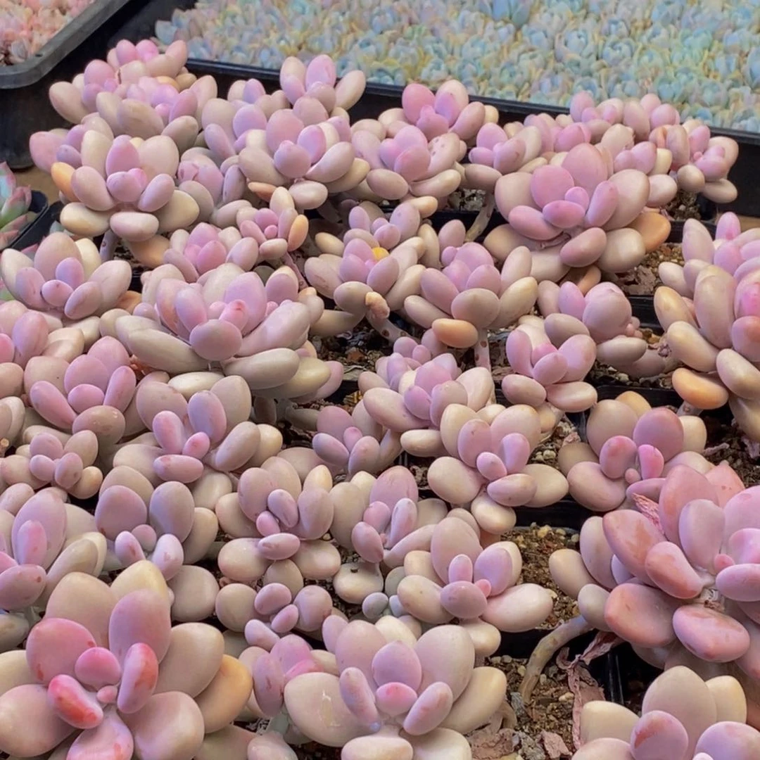 501多肉酱面霜和红参蜗牛面膜