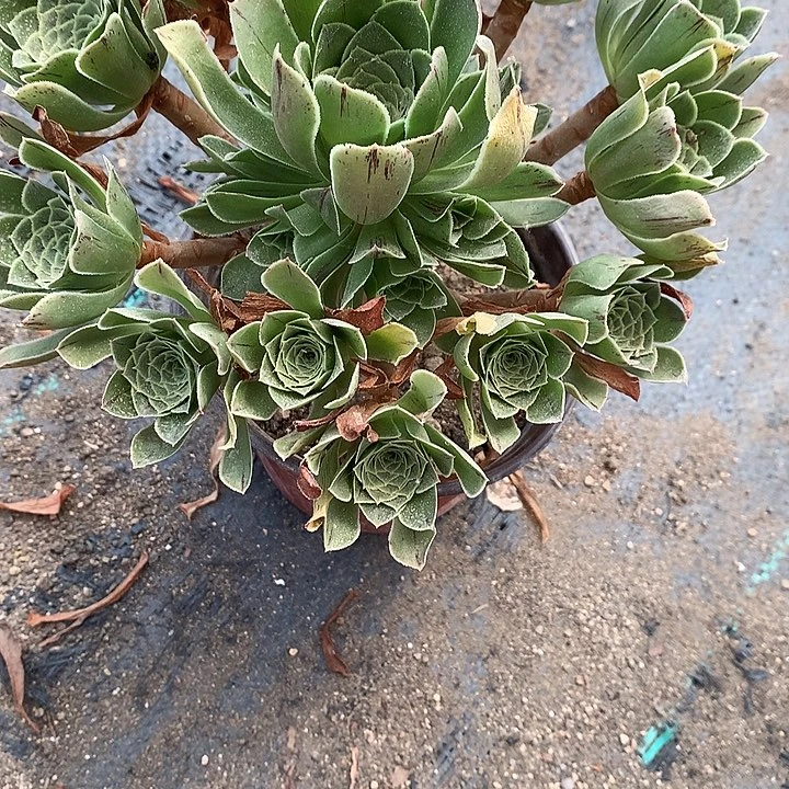 639翡翠玫瑰多肉植物