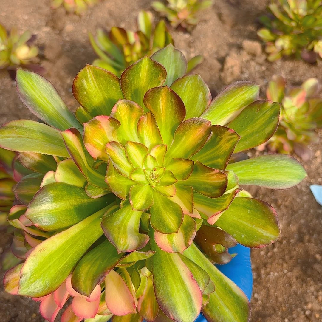 韶秀七彩手捧多肉植物