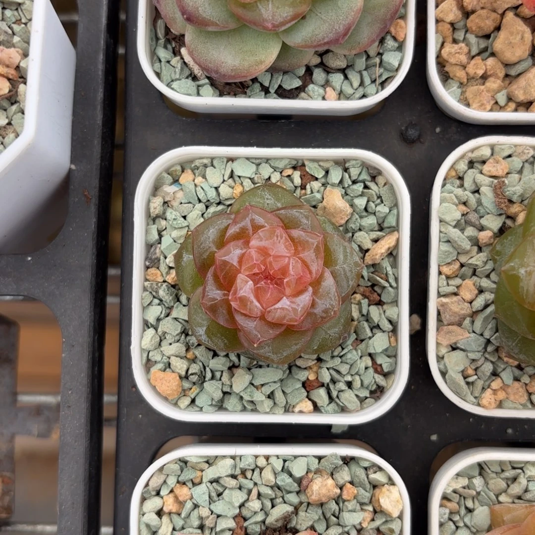 磨砂糖心一物一拍