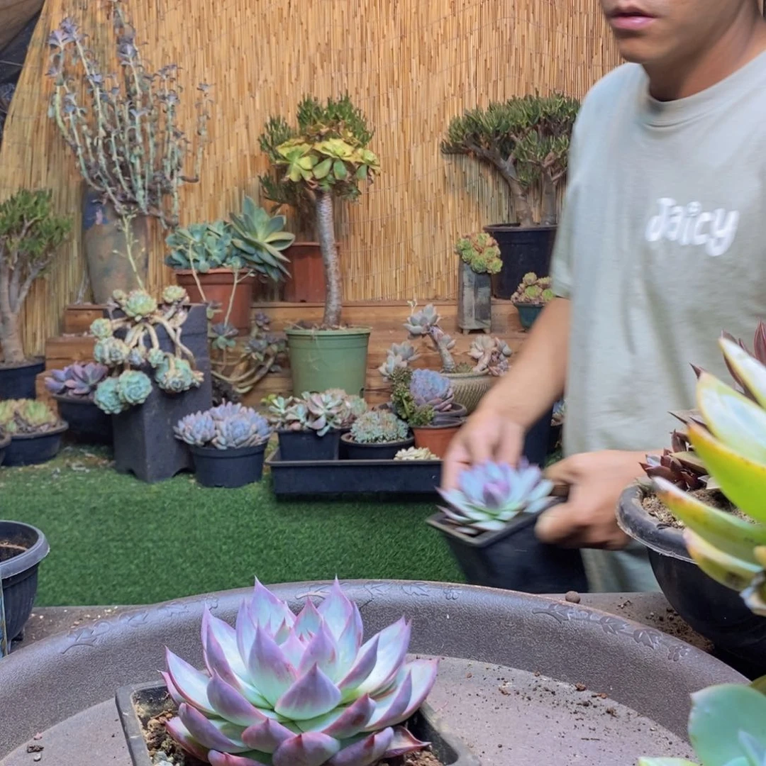 猫***59号惊鸿多肉