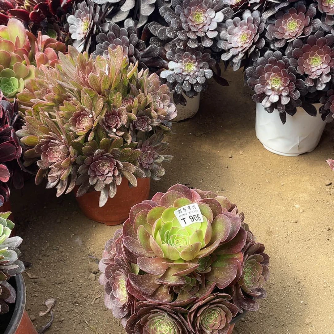 906万圣节多肉法师断枝不包