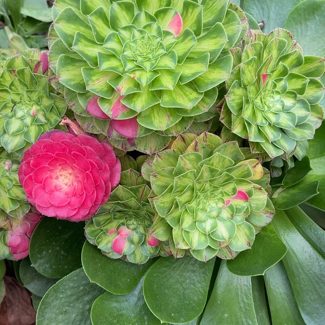 精品多肉植物192知否