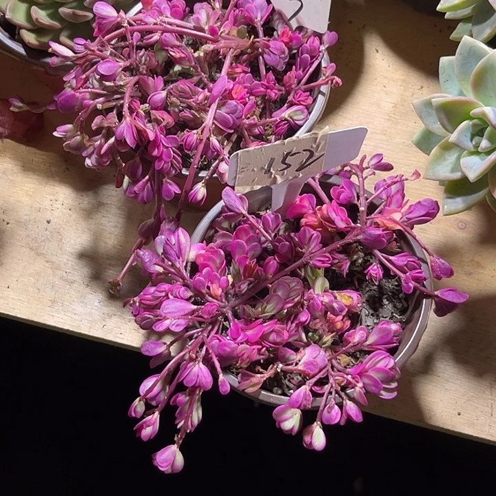 小***鼠000000000000000000223