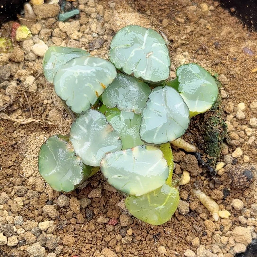 57蜃气楼万象锦福利专场