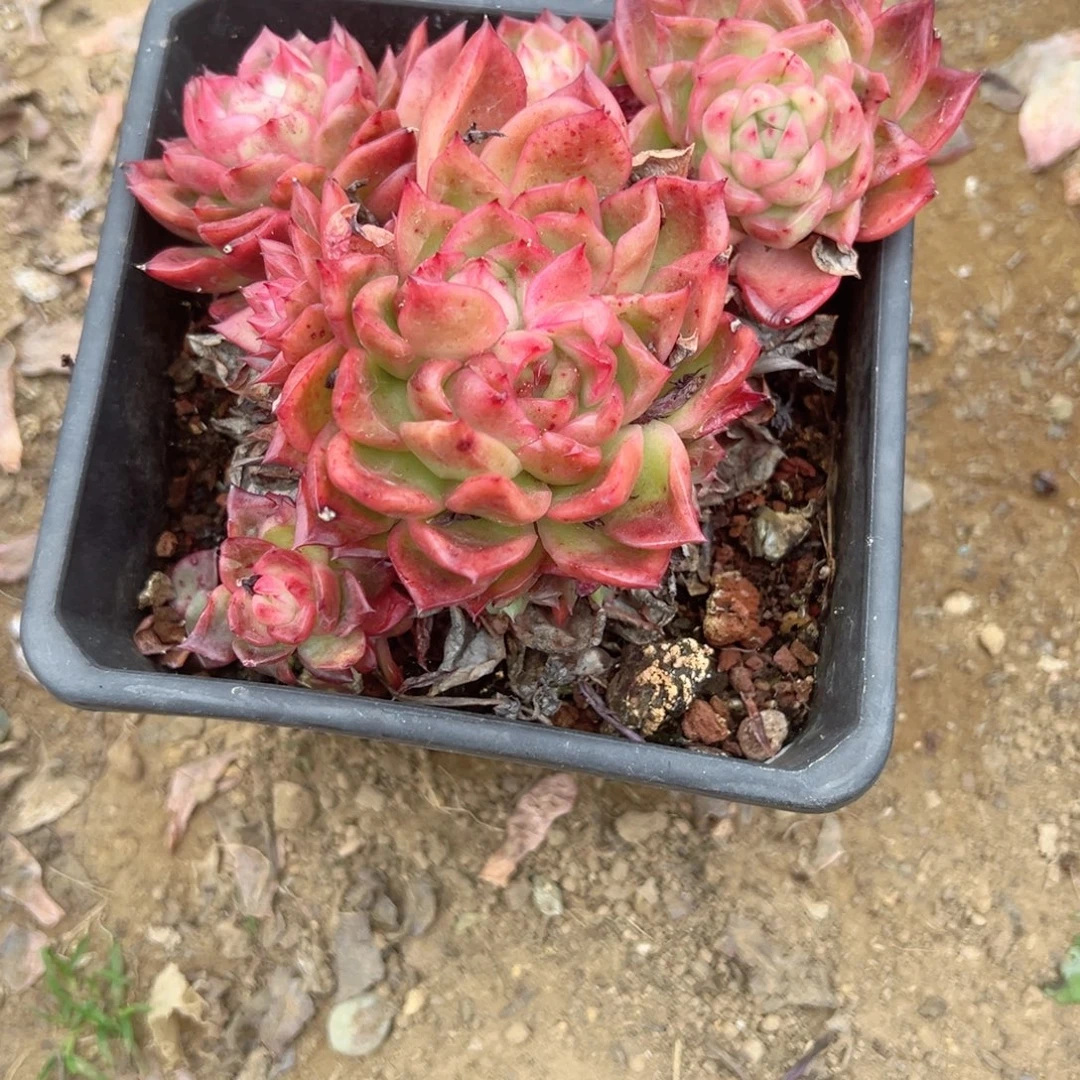 精品多肉植物老桩