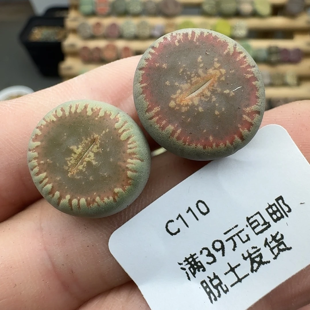 110多肉哈哈哈哈哈哈哈