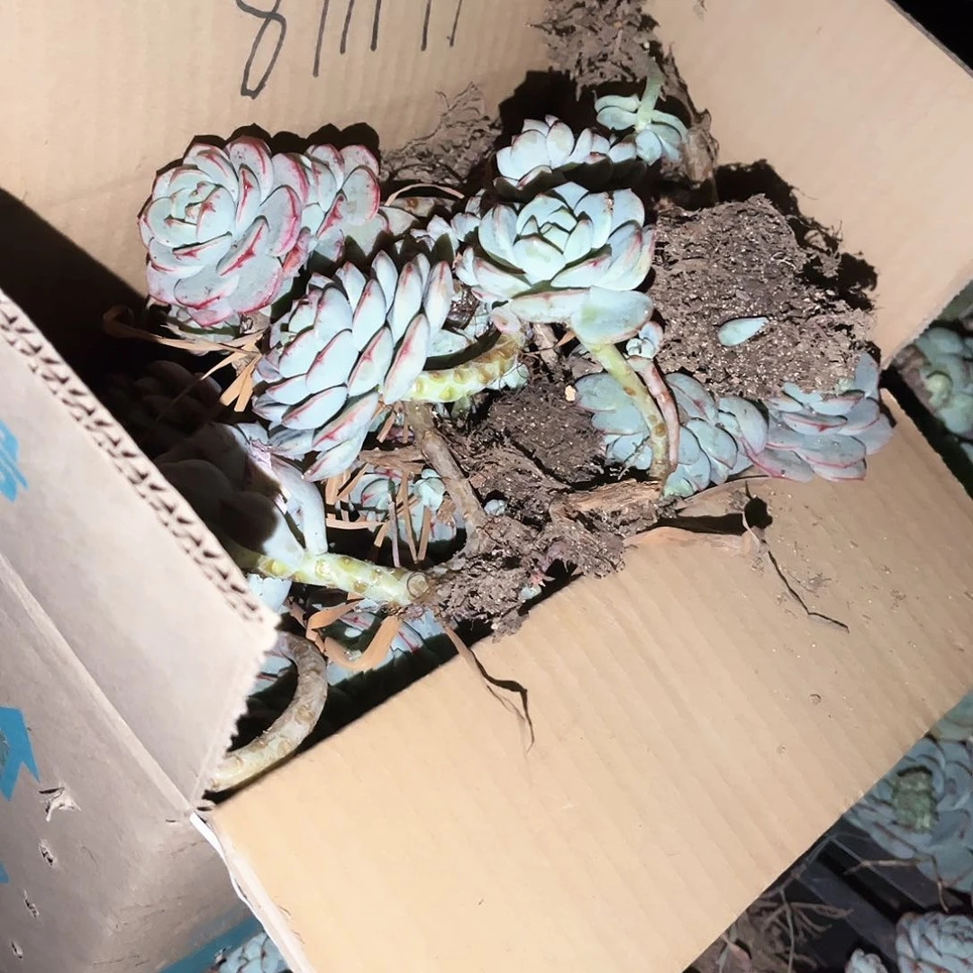 香草5号12.88断枝多肉植物