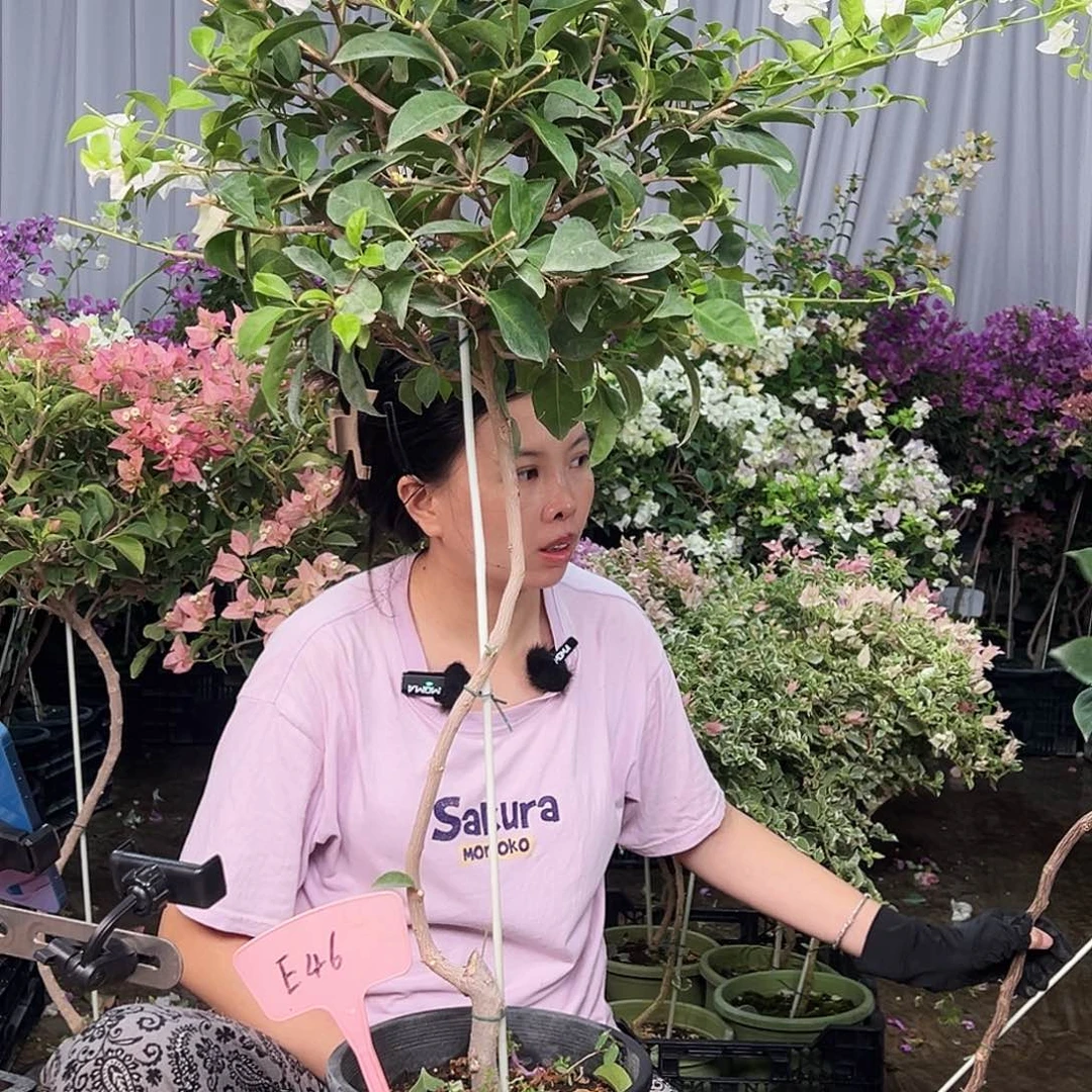 香****大部分花苞少量开放E46白雪