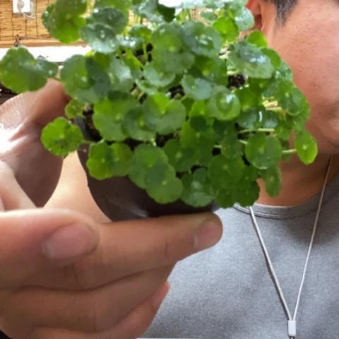 红陶一物一拍所见即所得56