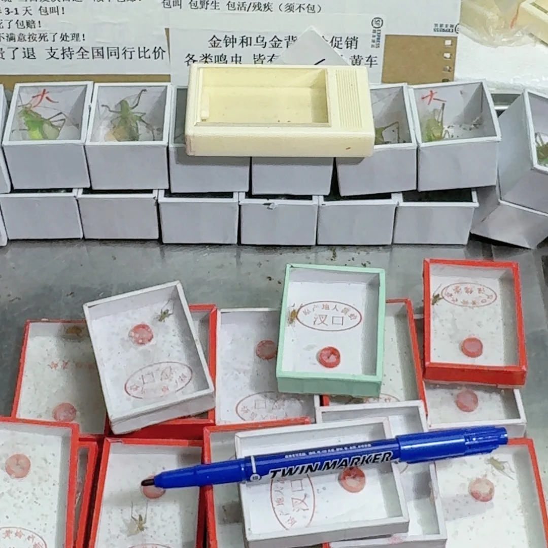 王***旦蟋蟀蝈蝈我在外面吃饭呢