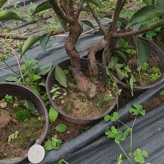 护***者无花朵梅花盆景精品造型