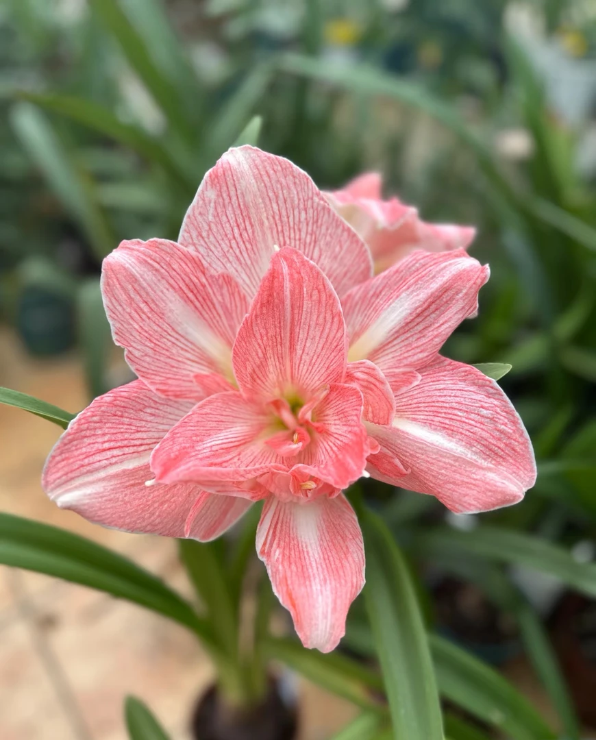 栖野绿境 现货荷兰进口朱顶红【可爱妮芙】1颗包邮