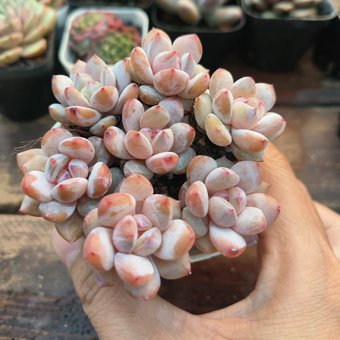 【满9.9包邮】星星珍妮7颗 2-3厘米不带盆多肉以直播间展示为主