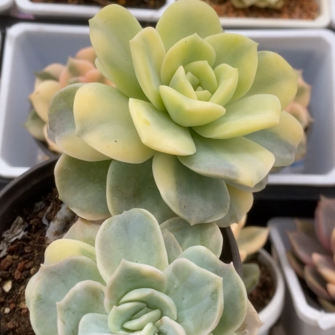 578可爱玫瑰锦锦锦锦锦