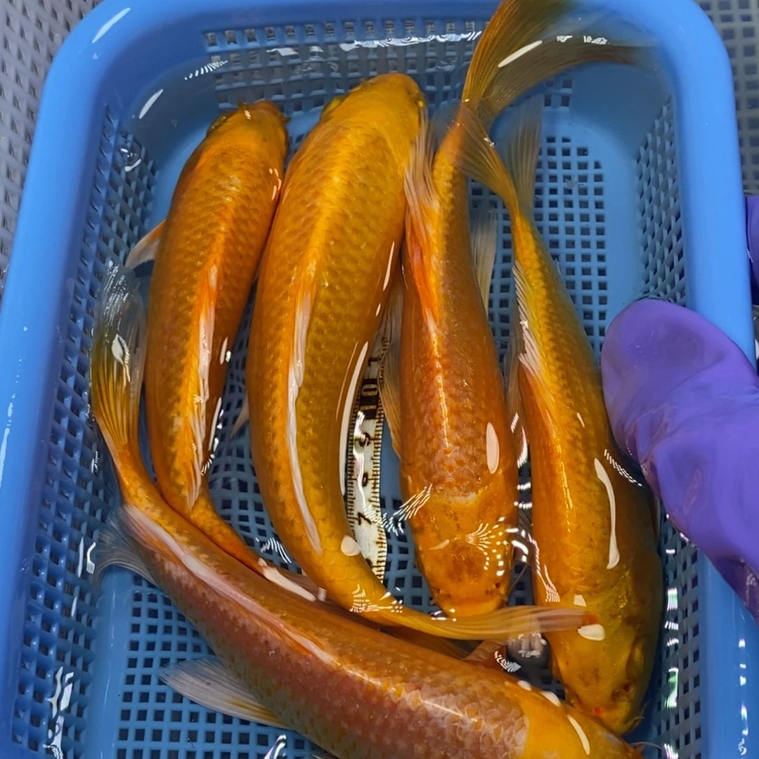 锦鲤冷水锦鲤包邮