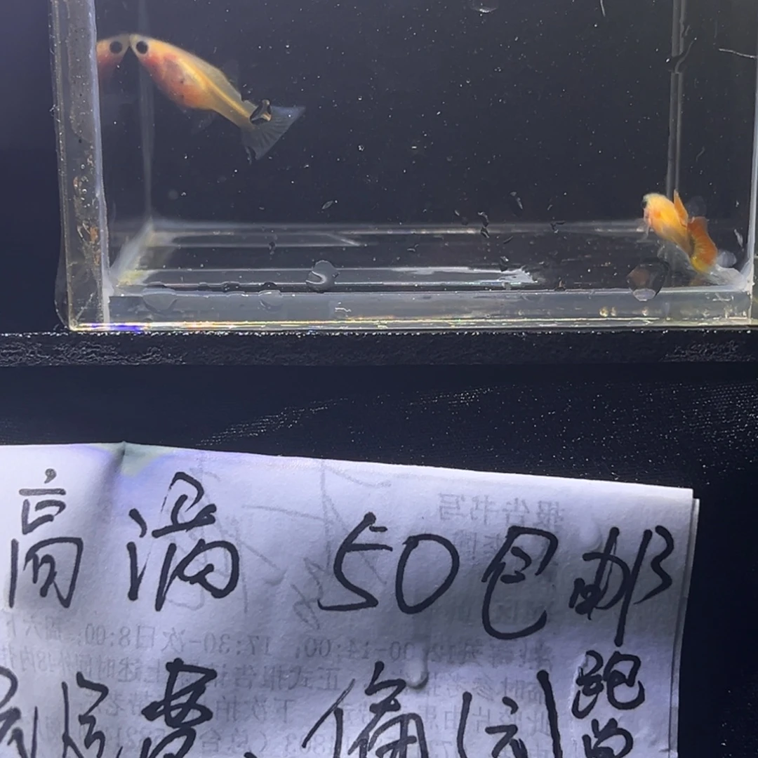 孔雀鱼黄肉玻璃猫孔雀鱼5